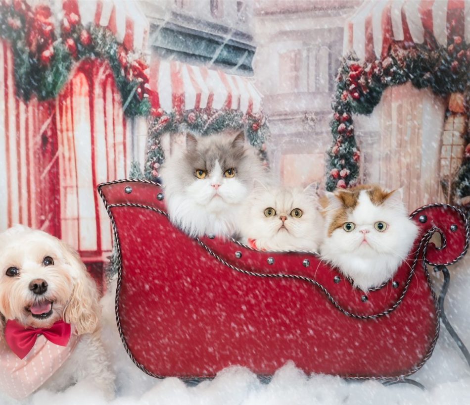 12 Days of Christmas/Relatives
